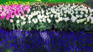 Heller13 300x169 - Giardino Heller Gardone Riviera