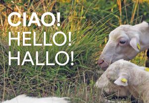 hello hallo 300x207 - hello-hallo