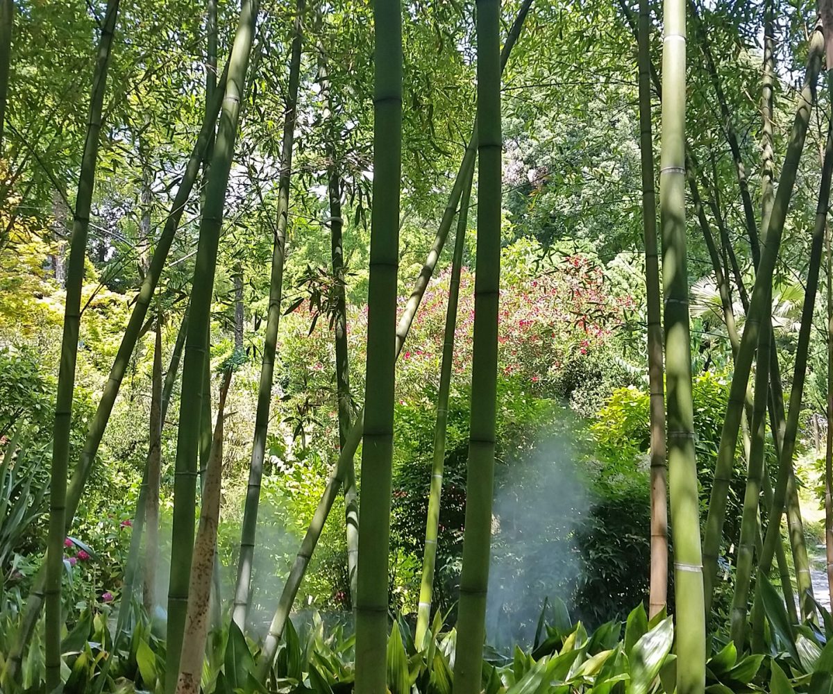 VERDE E GIARDINI 7 1200x1000 - VERDE E GIARDINI